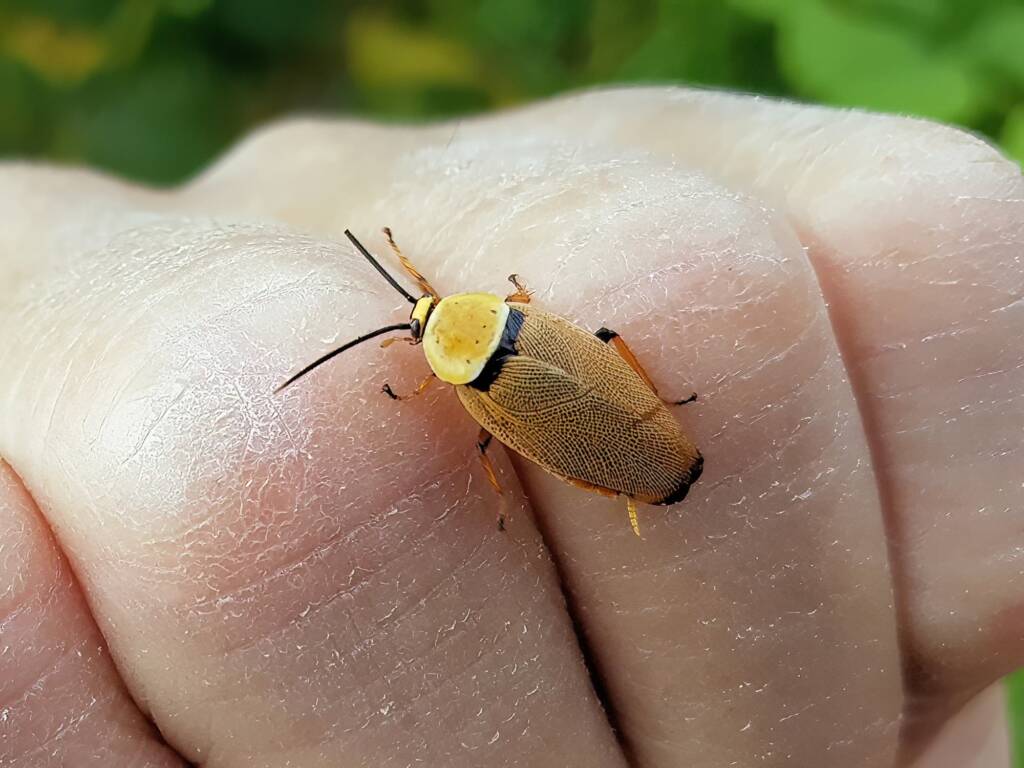 Bush Cockroach (Ellipsidion humarale), Alice Springs NT