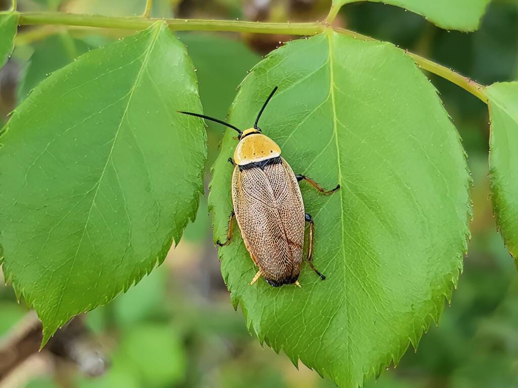 Bush Cockroach (Ellipsidion humarale), Alice Springs NT
