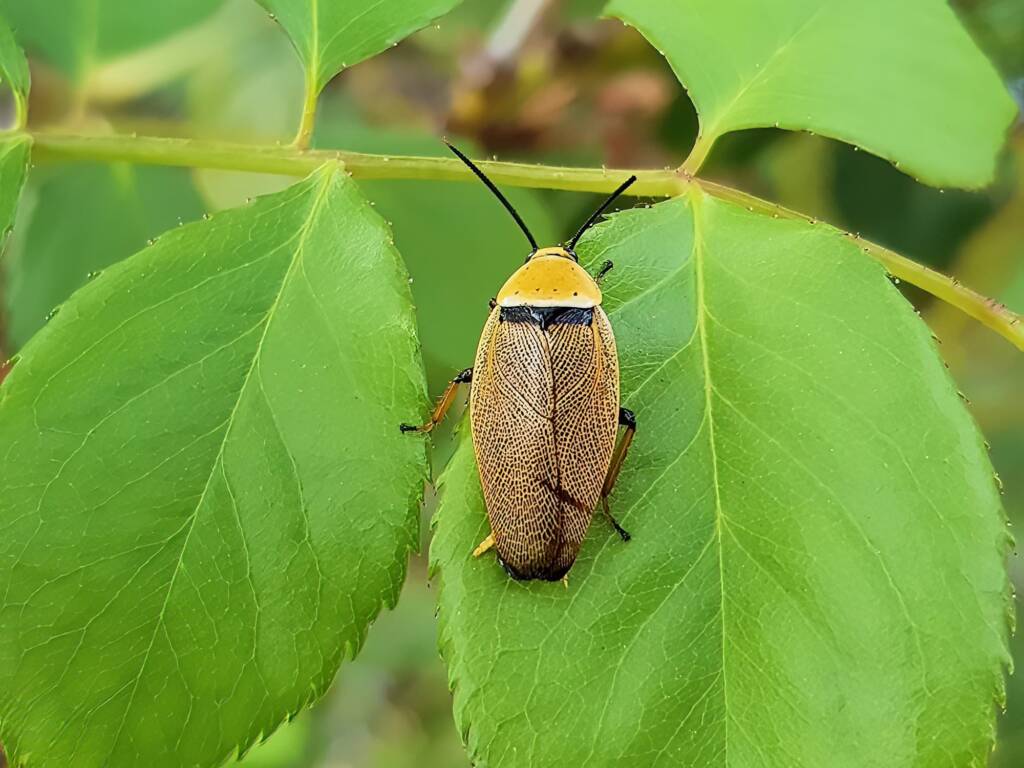 Bush Cockroach (Ellipsidion humarale), Alice Springs NT
