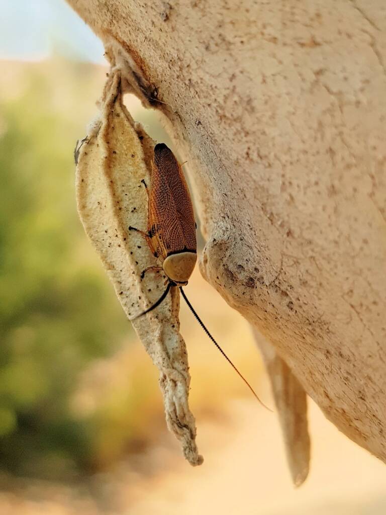 Bush Cockroach (Ellipsidion humarale) with pupal case of Hyalarcta nigrescens, Alice Springs Desert Park NT