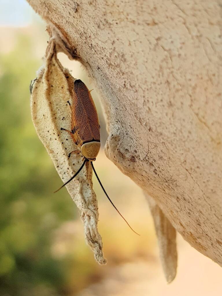 Bush Cockroach (Ellipsidion humarale) with pupal case of Hyalarcta nigrescens, Alice Springs Desert Park NT