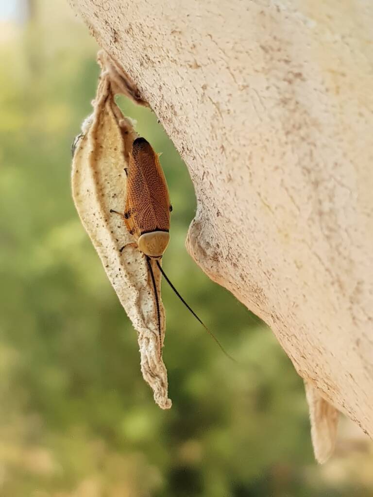 Bush Cockroach (Ellipsidion humarale) with pupal case of Hyalarcta nigrescens, Alice Springs Desert Park NT