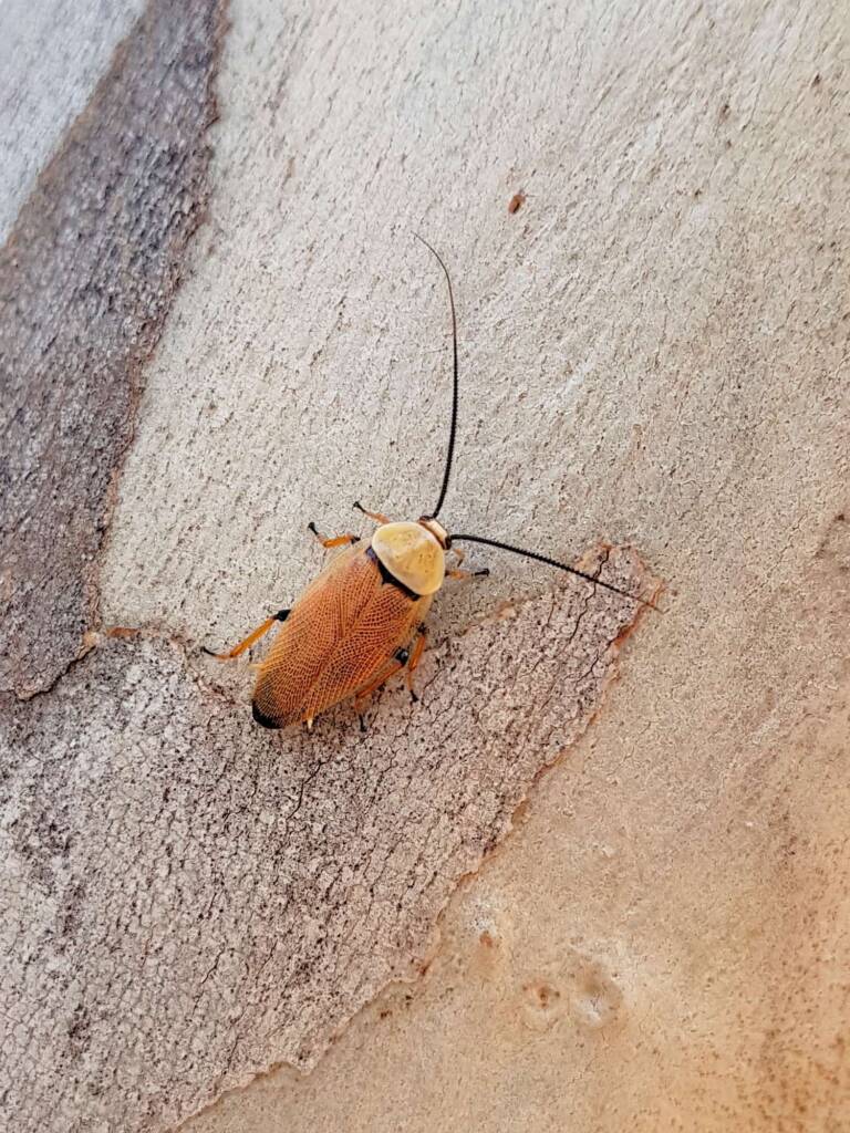 Bush Cockroach (Ellipsidion humarale) with pupal case of Hyalarcta nigrescens, Alice Springs Desert Park NT