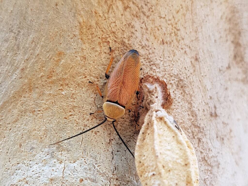 Bush Cockroach (Ellipsidion humarale) with pupal case of Hyalarcta nigrescens, Alice Springs Desert Park NT