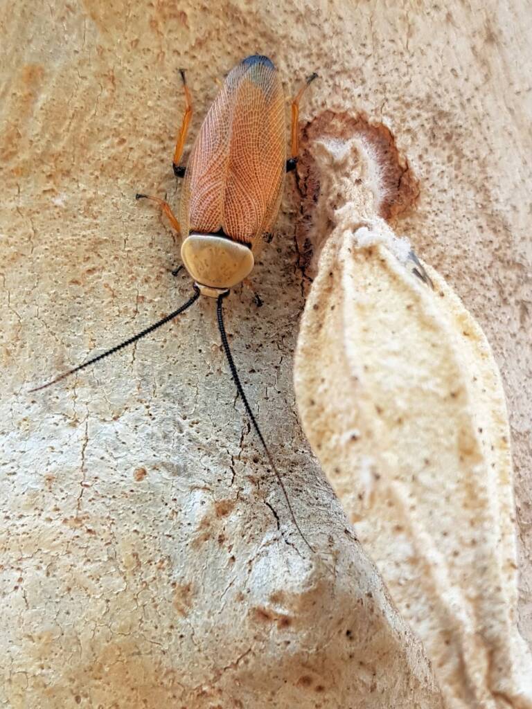 Bush Cockroach (Ellipsidion humarale) with pupal case of Hyalarcta nigrescens, Alice Springs Desert Park NT