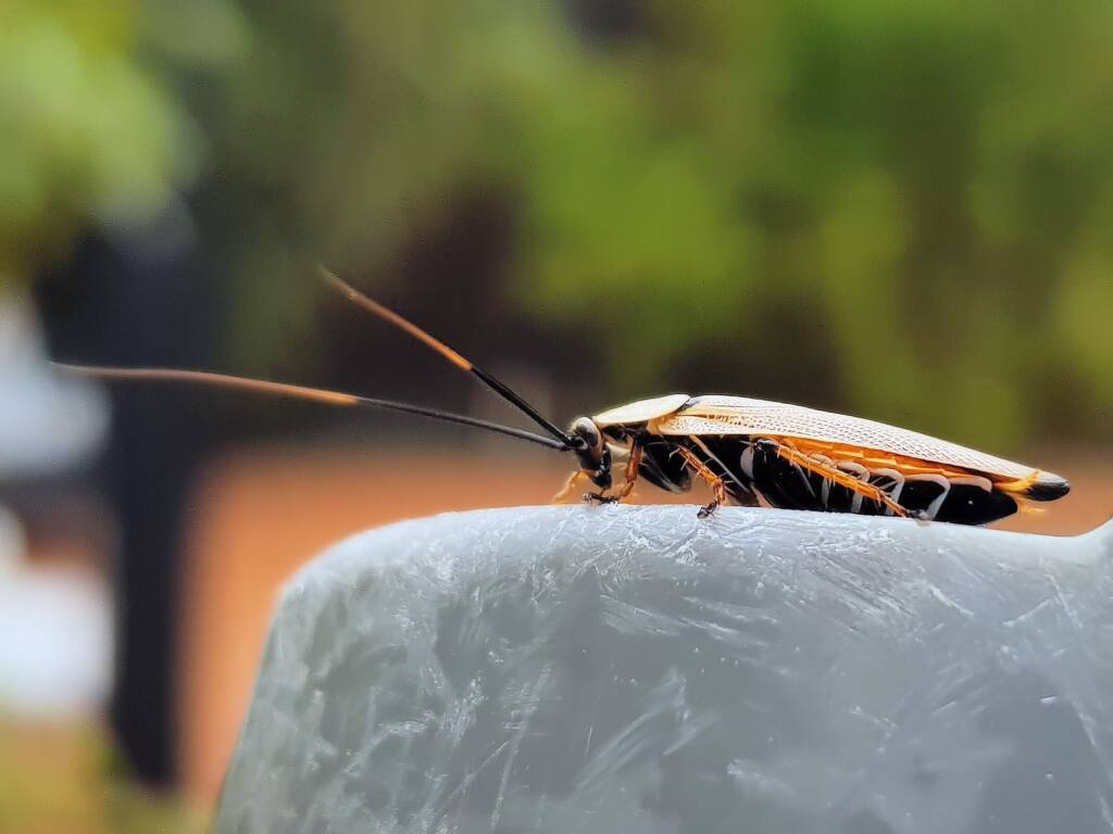Bush Cockroach (Ellipsidion humarale), Alice Springs NT
