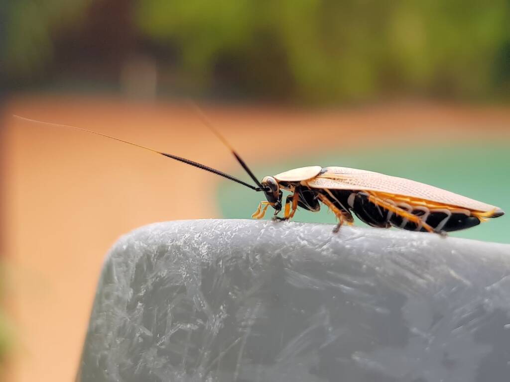 Bush Cockroach (Ellipsidion humarale), Alice Springs NT