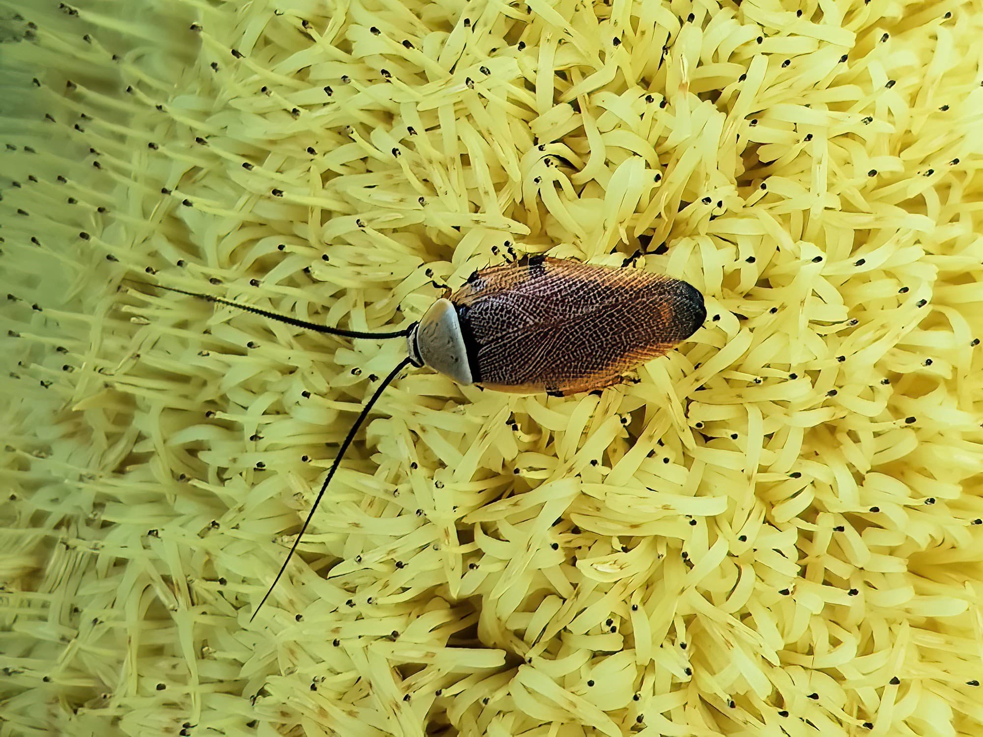 Ellipsidion humerale on the Banksia praemorsa, Alice Springs NT