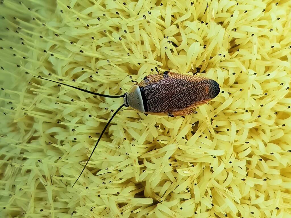 Ellipsidion humerale on the Banksia praemorsa, Alice Springs NT