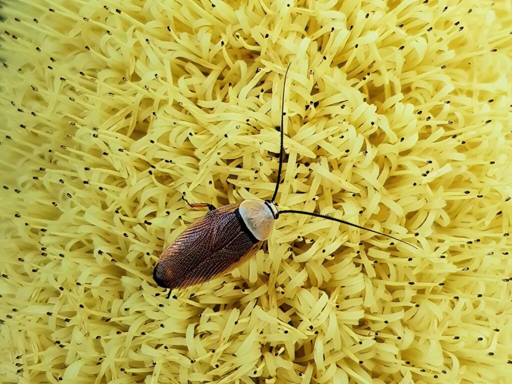 Ellipsidion humerale on the Banksia praemorsa, Alice Springs NT