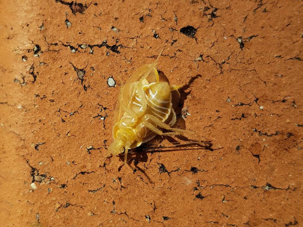 Nymph stage of Ellipsidion sp (in moult, before colouring up) Alice Springs, NT