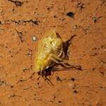 Nymph stage of Ellipsidion sp (in moult, before colouring up), Alice Springs, NT