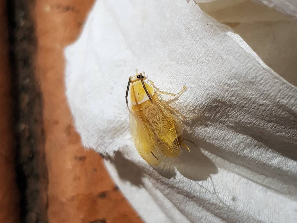 Nymph stage of Ellipsidion sp (in moult, before colouring up) Alice Springs, NT