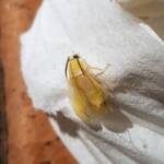 Nymph stage of Ellipsidion sp (in moult, before colouring up), Alice Springs, NT