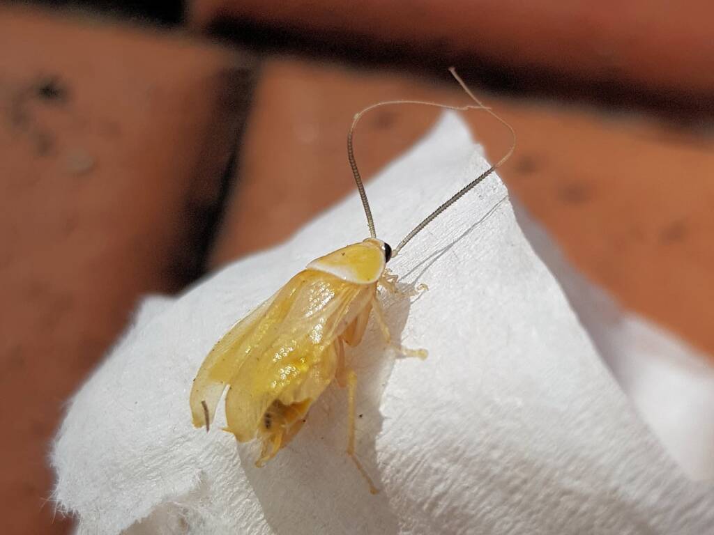 Nymph stage of Ellipsidion sp (in moult, before colouring up) Alice Springs, NT