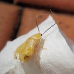 Nymph stage of Ellipsidion sp (in moult, before colouring up), Alice Springs, NT