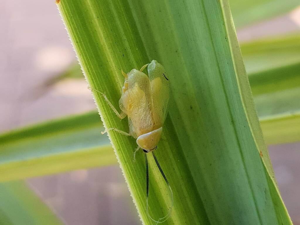 Nymph stage of Ellipsidion sp (in moult, before colouring up) Alice Springs, NT