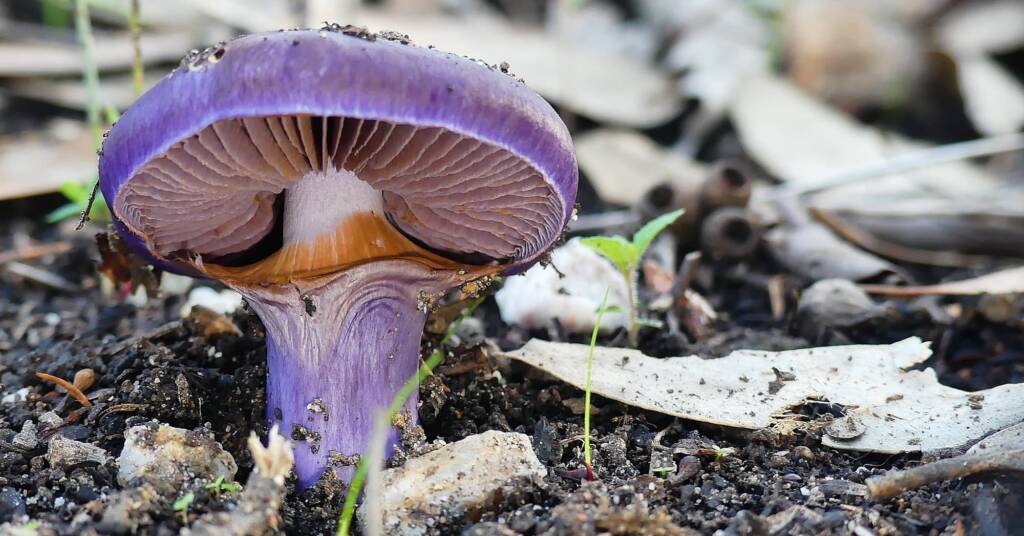 Emperor Cortinar (Cortinarius archeri), Crafers - Bridgewater SA © Marianne Broug