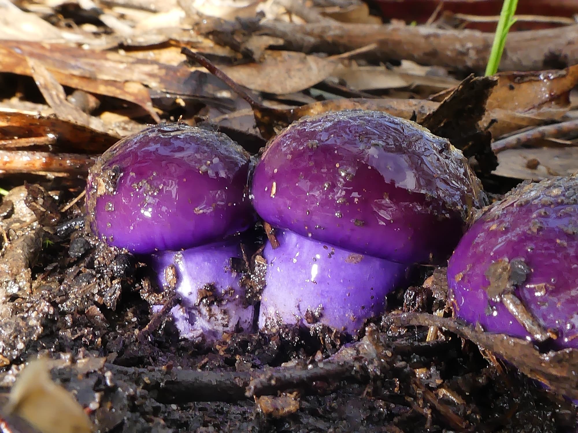 Emperor Cortinar (Cortinarius archeri), Crafers - Bridgewater SA © Marianne Broug