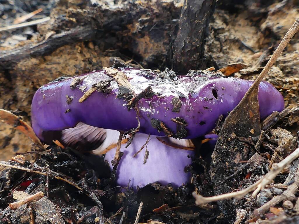Emperor Cortinar (Cortinarius archeri), Belair SA © Marianne Broug