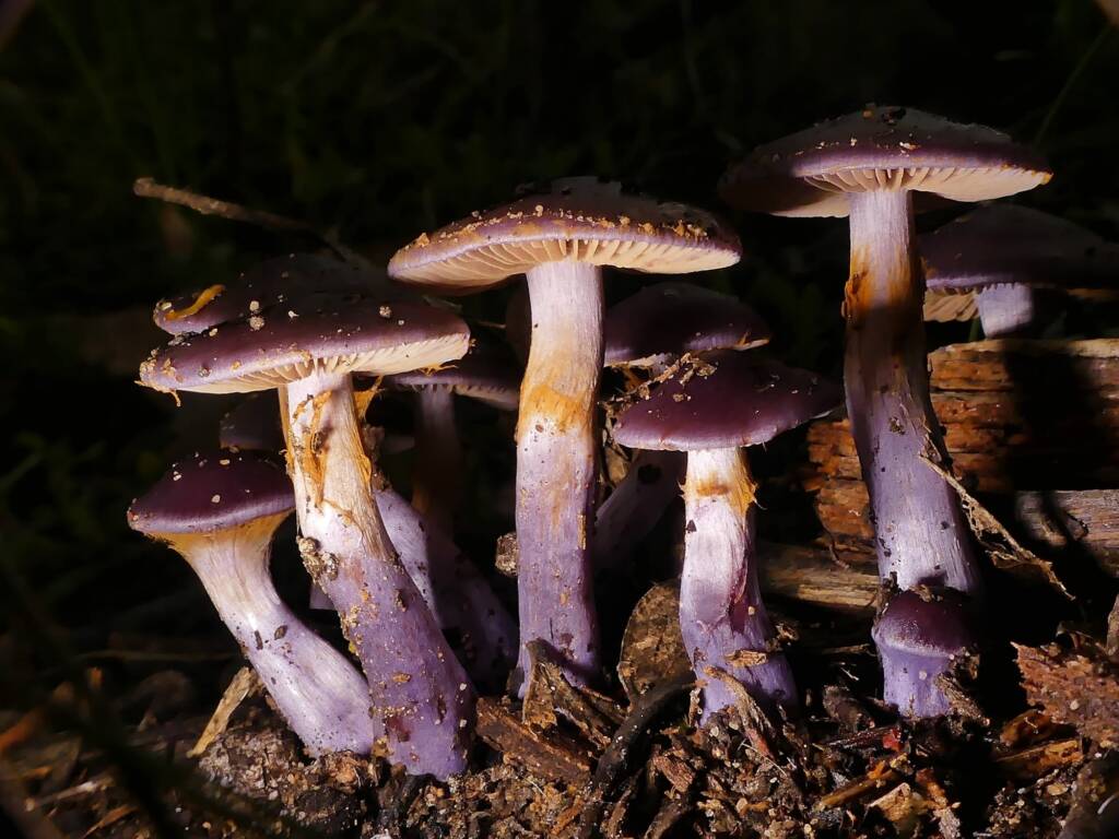 Emperor Cortinar (Cortinarius archeri), Crafers - Bridgewater SA © Marianne Broug
