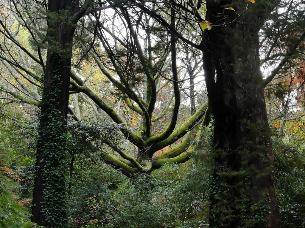European trees in The HIlls (Adelaide) SA © Marianne Broug