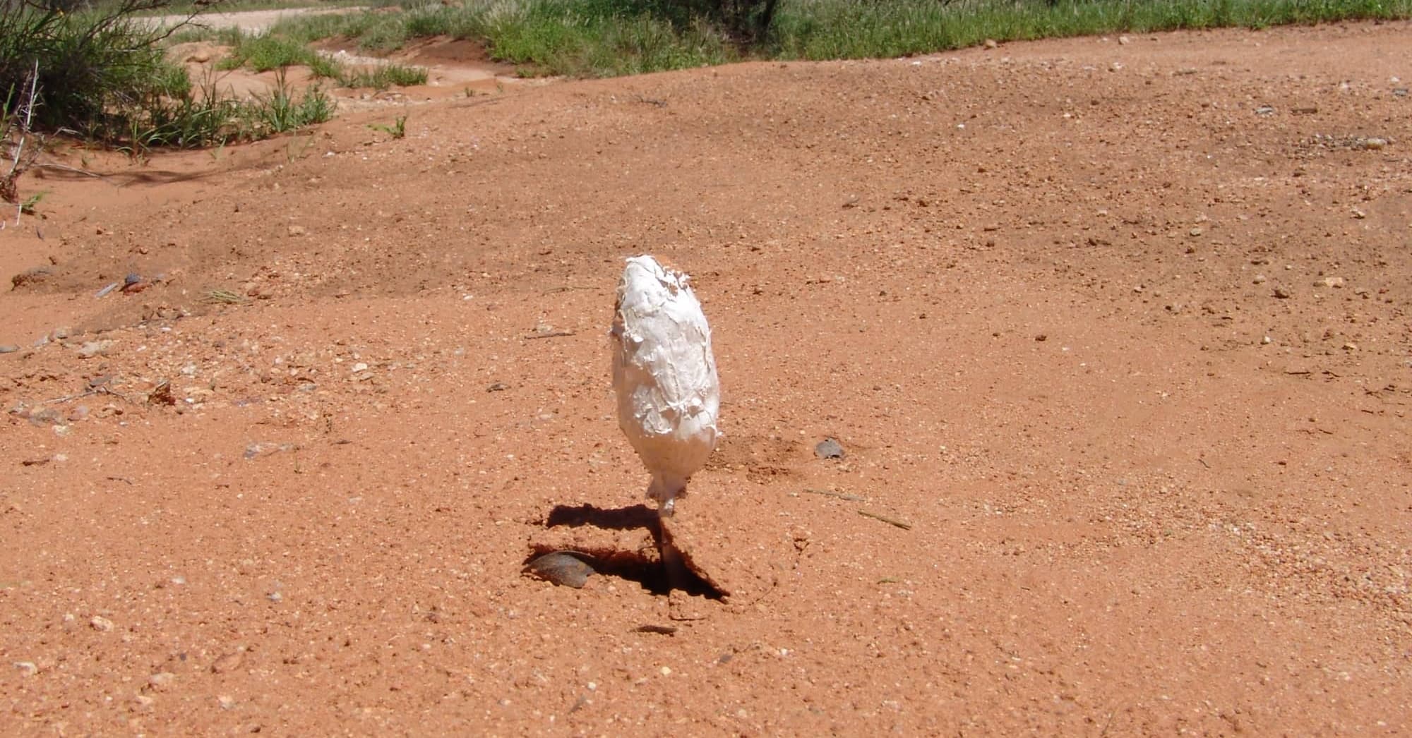 Desert Shaggy Mane (Podaxis pistillaris), Birthday Waterhole, West MacDonnell Ranges / Tjoritja