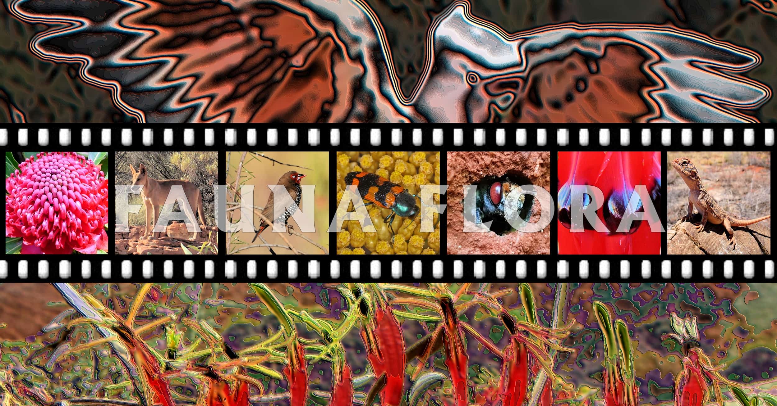Fauna Flora - Ausemade filmstrip