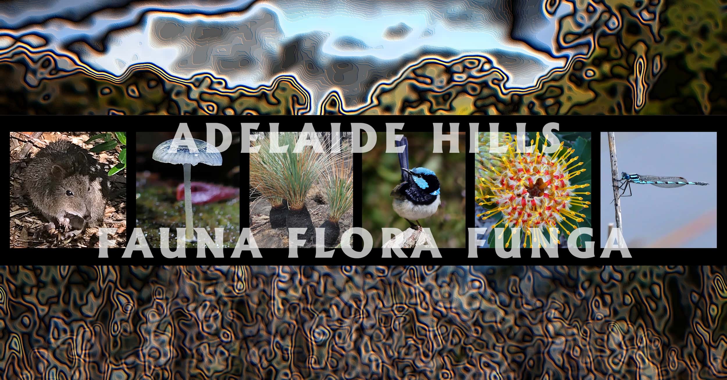 Adelaide Hills - Fauna Flora Funga - Ausemade filmstrip
