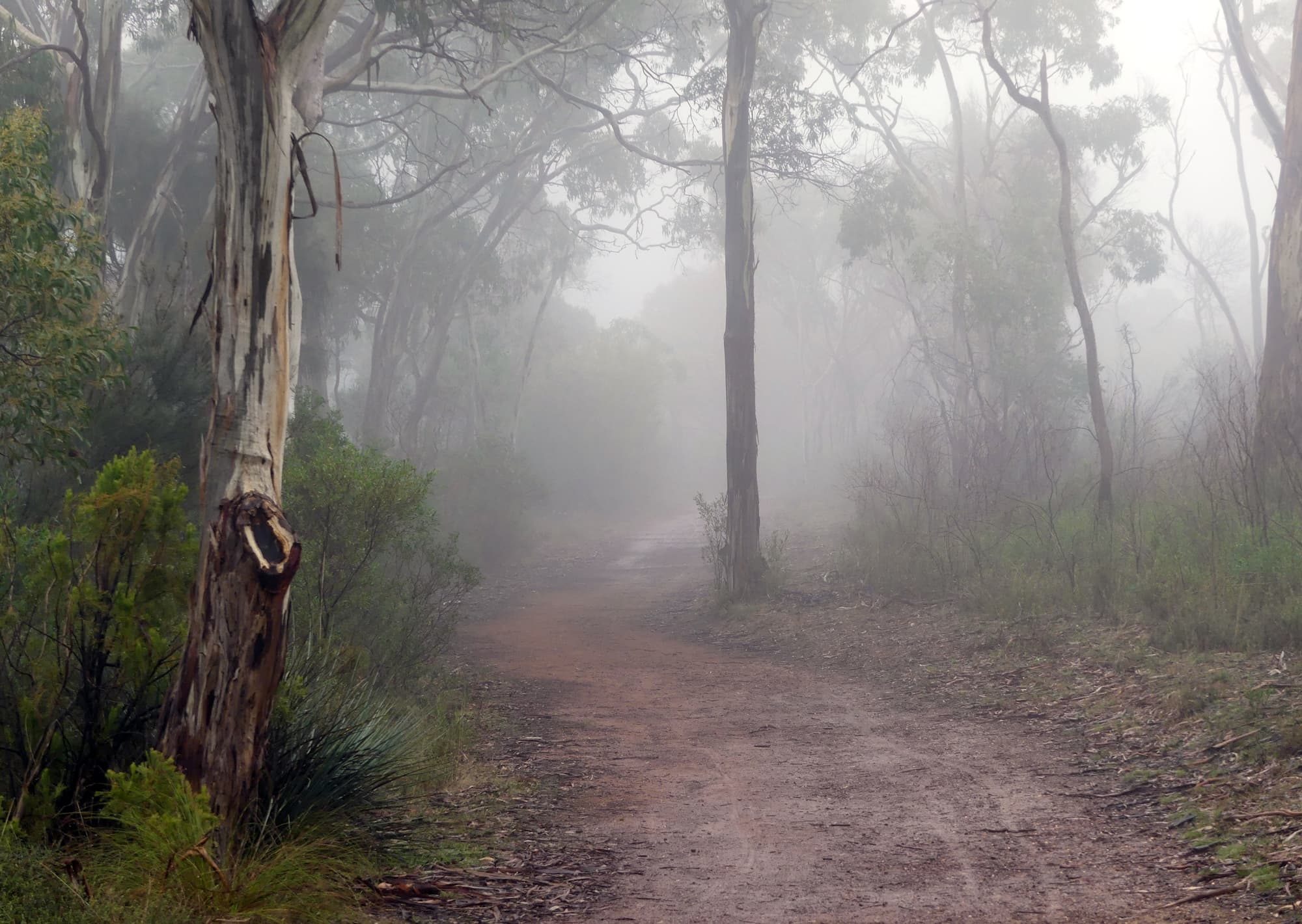 Foggy bush track in Belair National Park © Marianne Broug