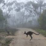 Kangaroos on foggy track, Belair NP SA © Marianne Broug