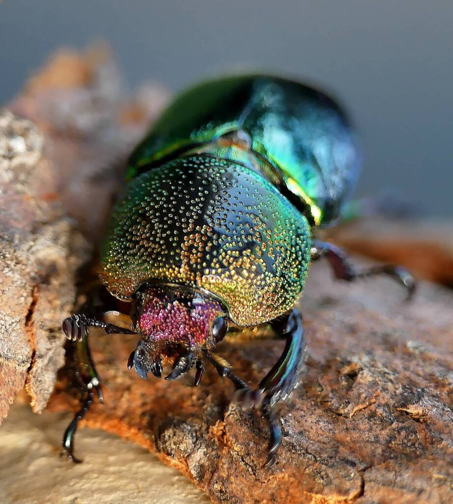 Golden Stag Beetle (Lamprima aurata), Belair SA © Marianne Broug