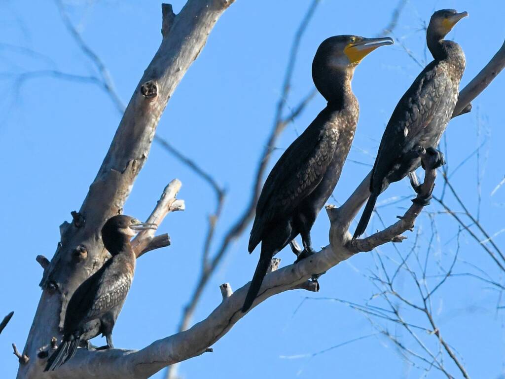 Great Cormorant (Phalacrocorax carbo) and Little Black Cormorant (Phalacrocorax sulcirostris), Redbank Waterhole NT © Dorothy Latimer