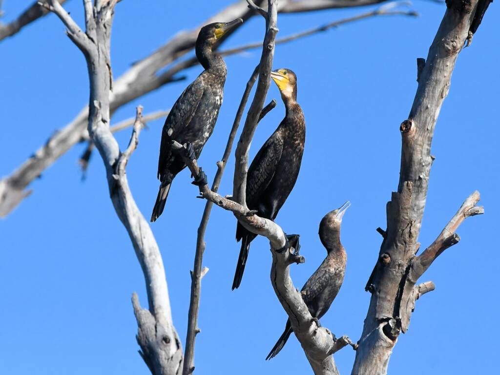 Great Cormorant (Phalacrocorax carbo) and Little Black Cormorant (Phalacrocorax sulcirostris), Redbank Waterhole NT © Dorothy Latimer