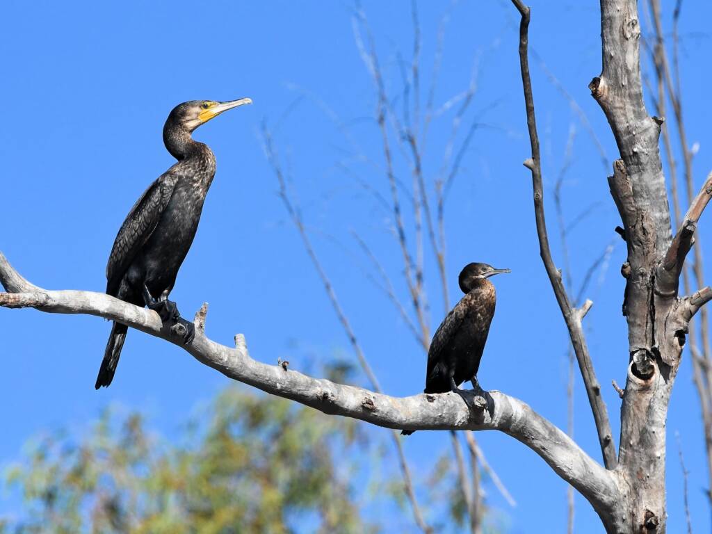 Great Cormorant (Phalacrocorax carbo) and Little Black Cormorant (Phalacrocorax sulcirostris), Redbank Waterhole NT © Dorothy Latimer