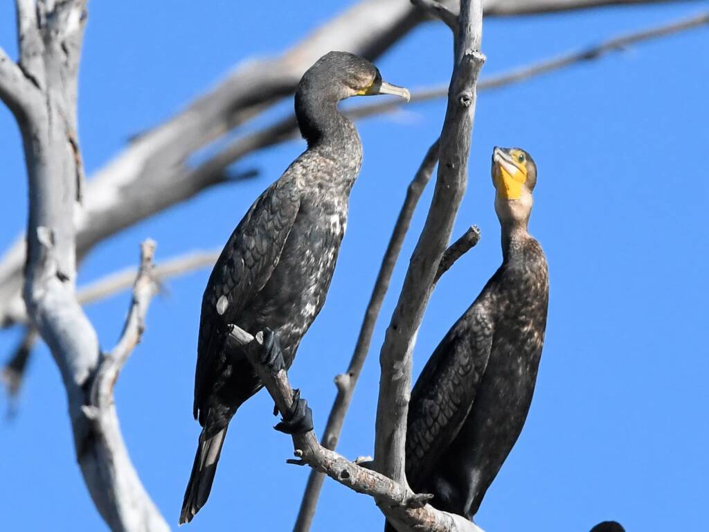 Great Cormorant (Phalacrocorax carbo), Redbank Waterhole NT © Dorothy Latimer