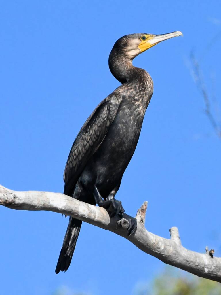Great Cormorant (Phalacrocorax carbo), Redbank Waterhole NT © Dorothy Latimer
