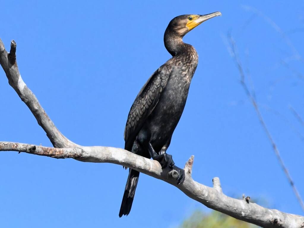 Great Cormorant (Phalacrocorax carbo), Redbank Waterhole NT © Dorothy Latimer
