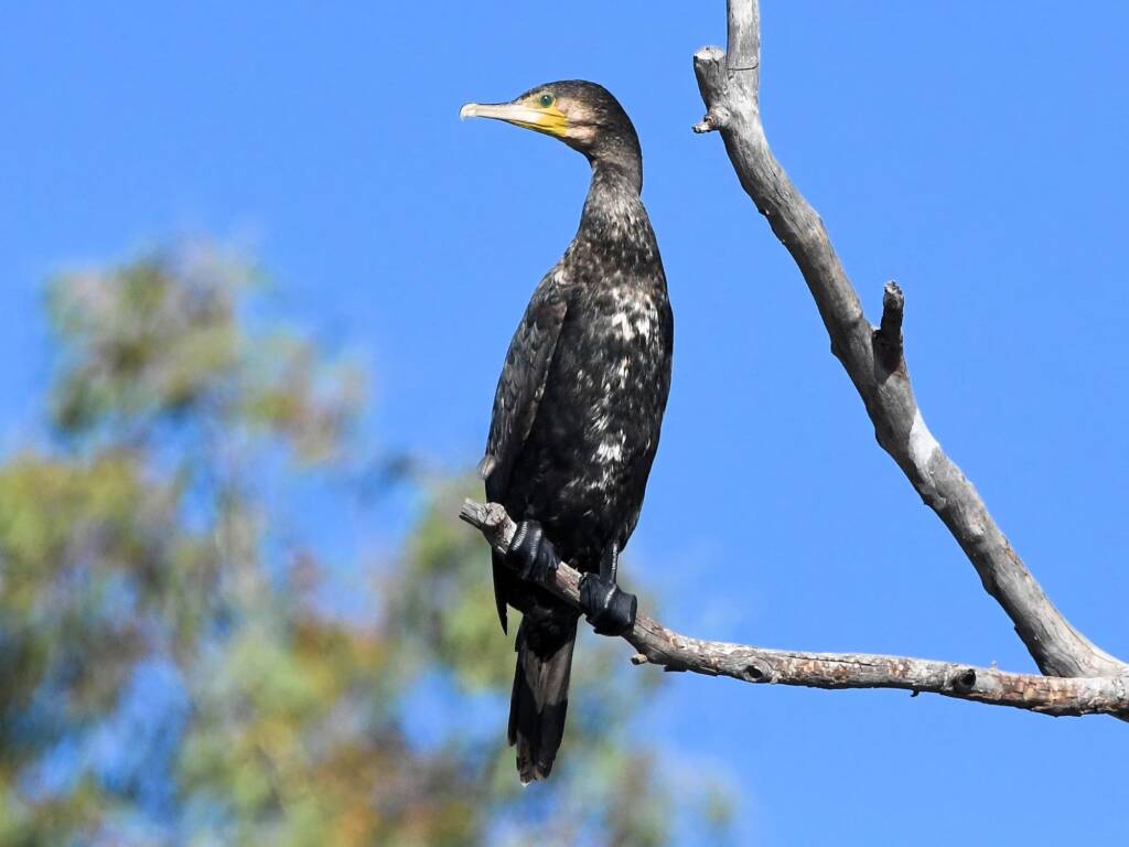 Great Cormorant (Phalacrocorax carbo), Redbank Waterhole NT © Dorothy Latimer