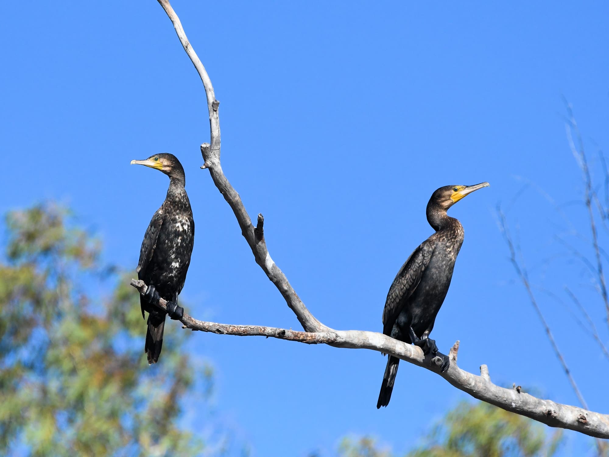 Great Cormorant (Phalacrocorax carbo), Redbank Waterhole NT © Dorothy Latimer