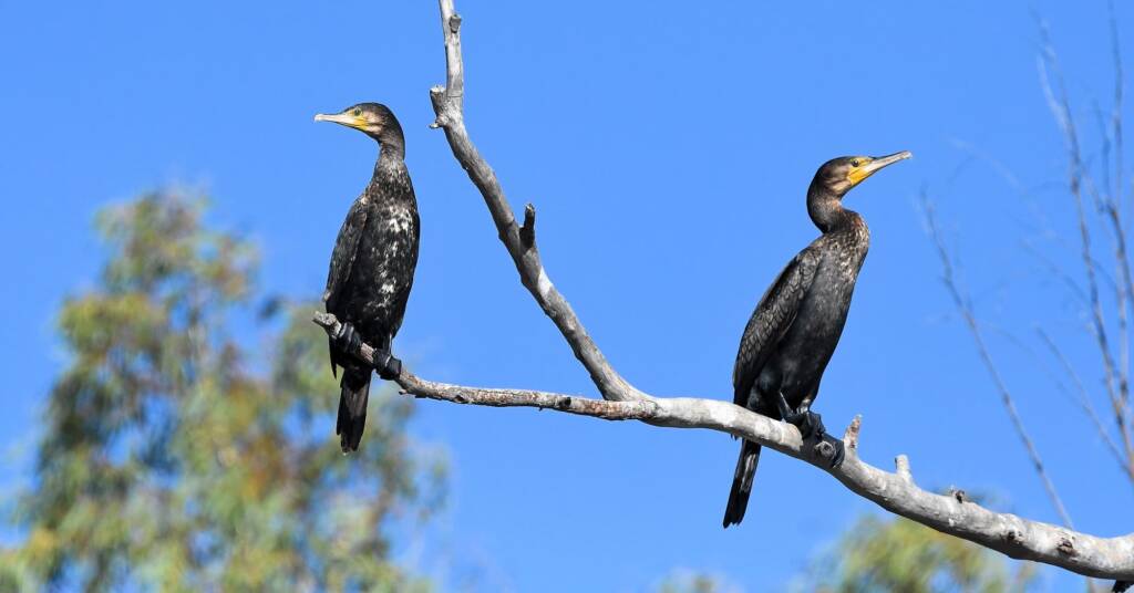 Great Cormorant (Phalacrocorax carbo), Redbank Waterhole NT © Dorothy Latimer