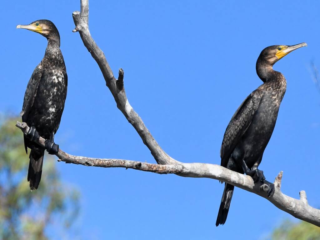 Great Cormorant (Phalacrocorax carbo), Redbank Waterhole NT © Dorothy Latimer