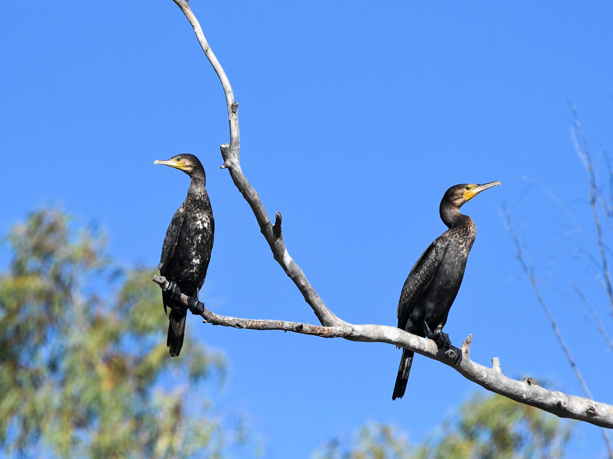 Great Cormorant (Phalacrocorax carbo), Redbank Waterhole NT © Dorothy Latimer