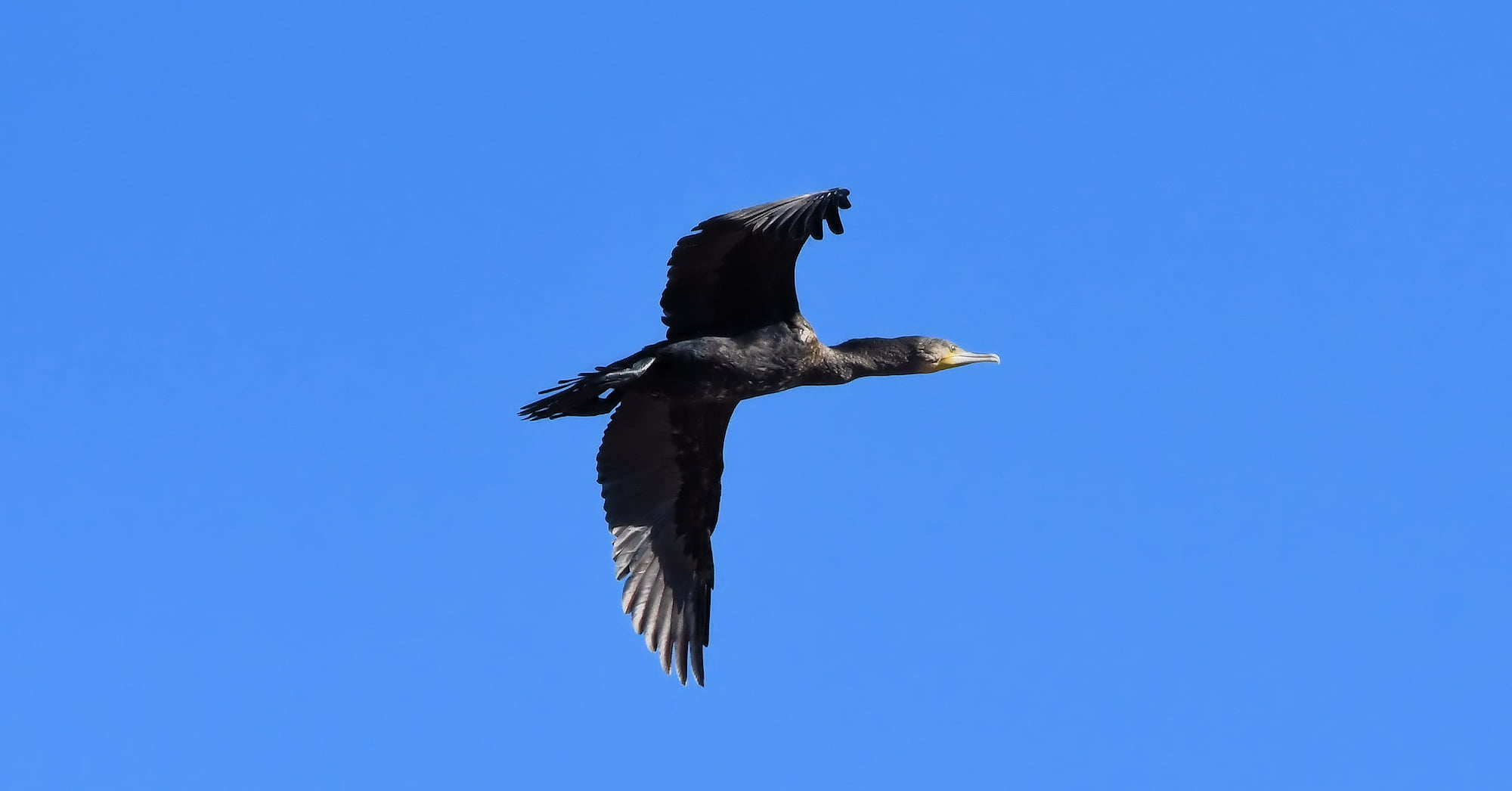 Great Cormorant (Phalacrocorax carbo), Redbank Waterhole NT © Dorothy Latimer