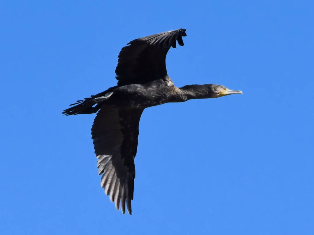 Great Cormorant (Phalacrocorax carbo), Redbank Waterhole NT © Dorothy Latimer