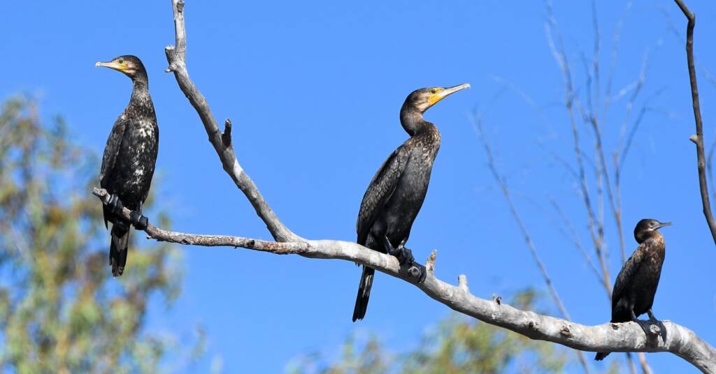 Great Cormorant (Phalacrocorax carbo) and Little Black Cormorant (Phalacrocorax sulcirostris), Redbank Waterhole NT © Dorothy Latimer