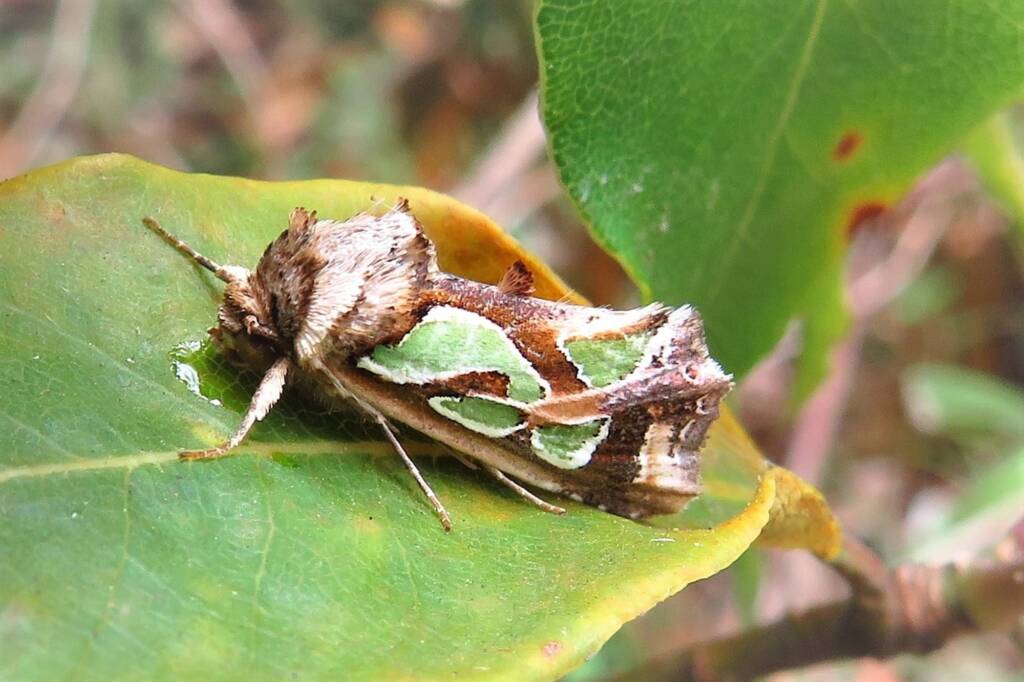 Green-blotched Moth (Cosmodes elegans), Wallaga Lake NSW © Deb Taylor