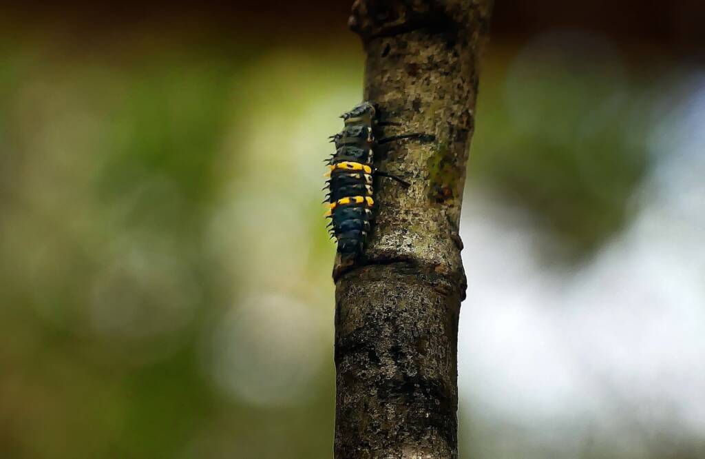 Harmonia conformis (2nd instar stage), Adelaide SA © Marianne Broug