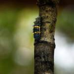 Harmonia conformis (2nd instar stage), Adelaide SA © Marianne Broug