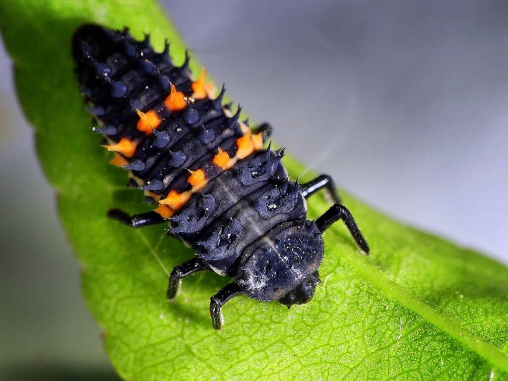 Harmonia conformis (2nd instar stage), Adelaide SA © Marianne Broug